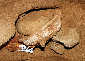 coquille servant de récipient d'ocre