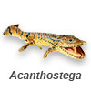 Acanthostega