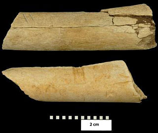 Traces de découpe avec outillage attribuées à Australopithecs afarensis