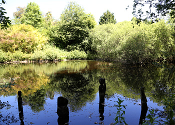 Etang ecosystème Samara