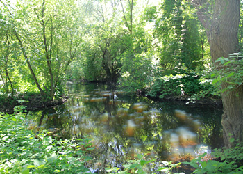 Etang et marais à Samara