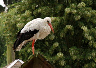 Cigognes de Planckendael