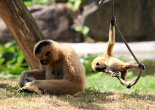 Gibbon Lar