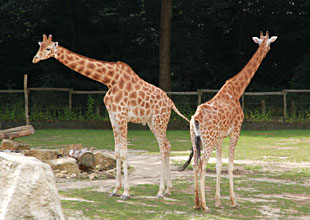 Girafe