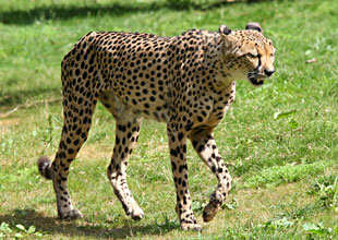 Guépard