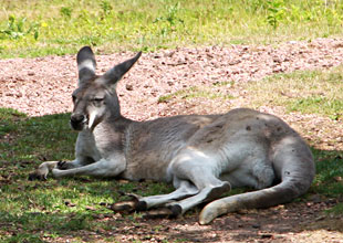 Kangourou roux