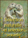 Sélection naturelle et sélection sexuelle