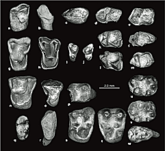 Dents de primates anthropoïdes découverts à Dur At-Talah