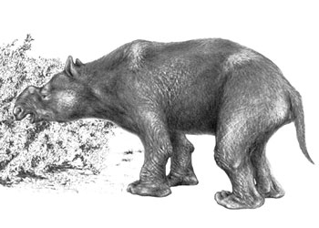 Diprotodon optatum