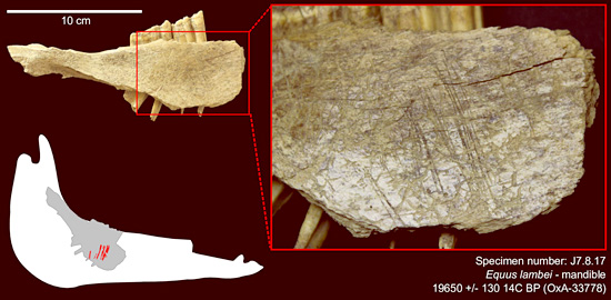 Mandibule de cheval 