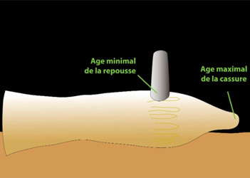 Datation des morceaux de stalagmites