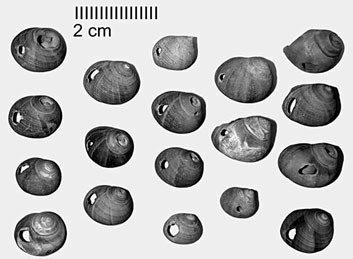 Parure de coquillage trouvée à l'Abri Cro-Magnon