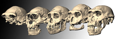 Les cinq crânes d'hominides retrouvés sur le site de Dmanassi