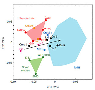 Comparaison de la frome de l'endocrâne des Homo sapiens de Jebel Irhoud avec d'autres hominidés 