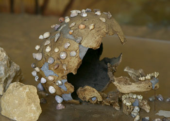 Les coquillages découverts sur le crâne de l'enfant de la Madeleine