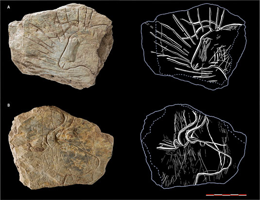 Aurochs auréolé gravé de 14000 ans - Bretagne