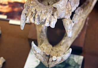 Dentition de l'ours de Déninger