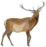 Cervus elaphus