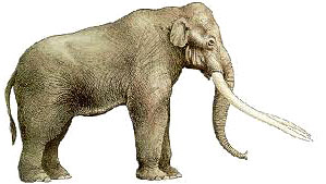 Elephas antiquus