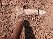 Tibia du plus vieux bipède ethiopien