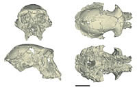 Le crâne de Toumaï sous plusieurs angles