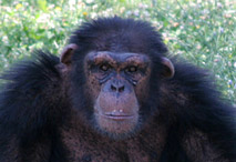 Tête de chimpanze