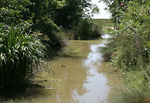 Vous circulez au milieu de la nature, en traversant des ponts pour aller d'ilots en ilots...