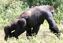 Gorillon et sa mère