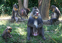 Groupe de Mandrill