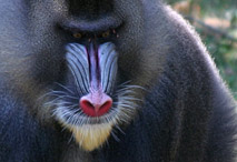 Tête de Mandrill