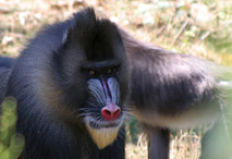 Mandrill