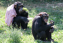 Nourrissage des chimpanzés