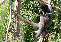 Le singe laineux et sa queue préhensile