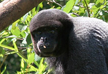 Tête de Singe laineux