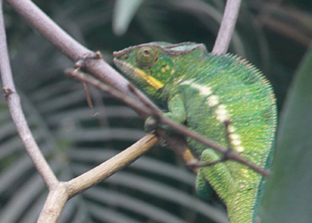 Caméléon panthère 