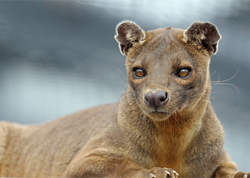 Fossa