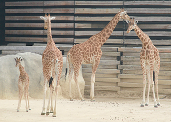 Girafes 