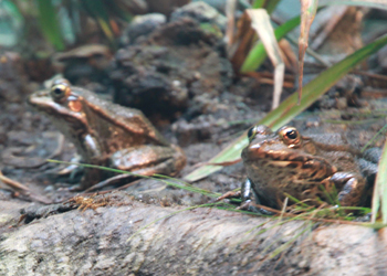 Grenouille 