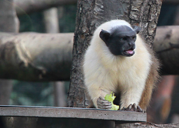 Tamarin bicolore