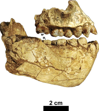 Australopithecus deyiremeda - machoire