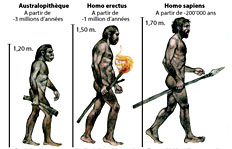 L Evolution De L Homme Dessin Hominides