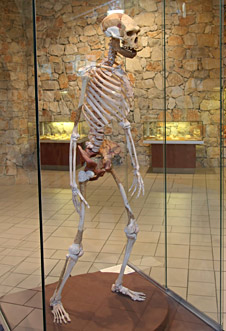 Musee De Prehistoire De Tautavel Hominides