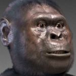 Visage A. afarensis