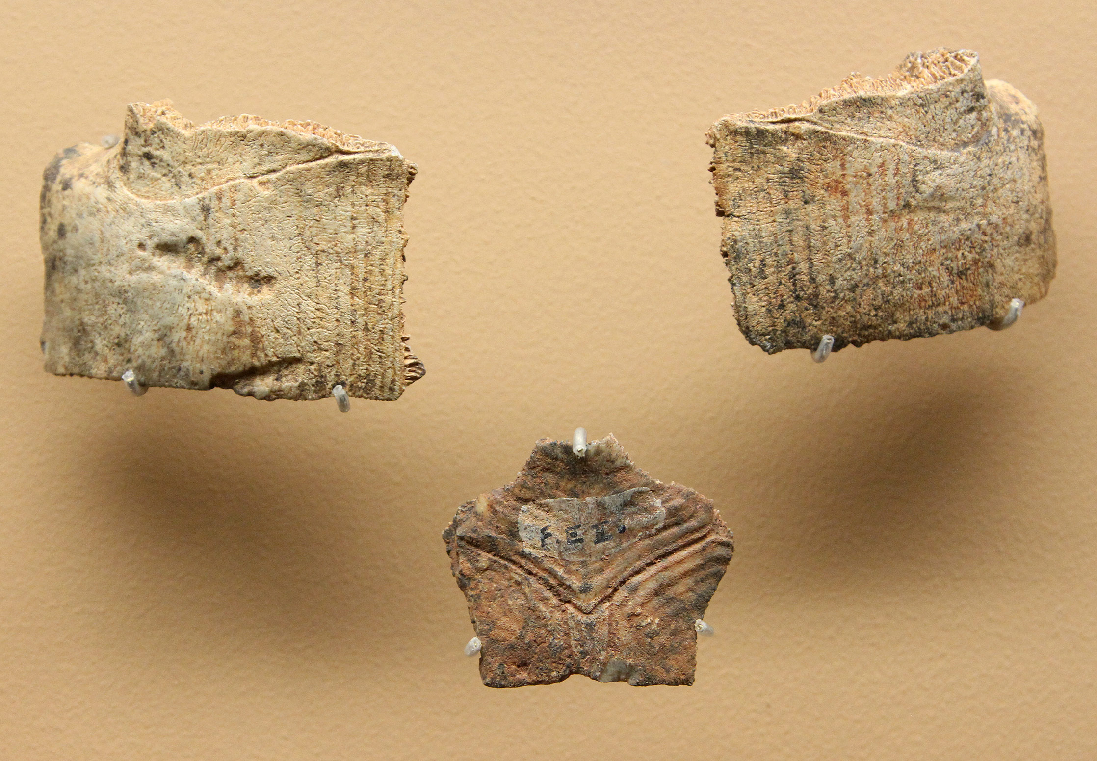 Image of Préhistoire. Paléolithique. Empreinte de l'enfant, Salle des  Disques, Grotte de